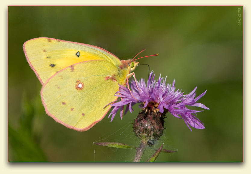 Cloudless Sulphur Butterfly _DSC10952.JPG - click to enlarge image