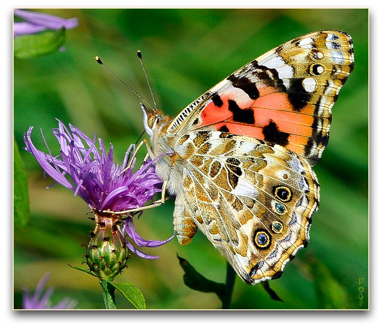 Painted Lady Butterfly _DSC10957.JPG - click to enlarge image