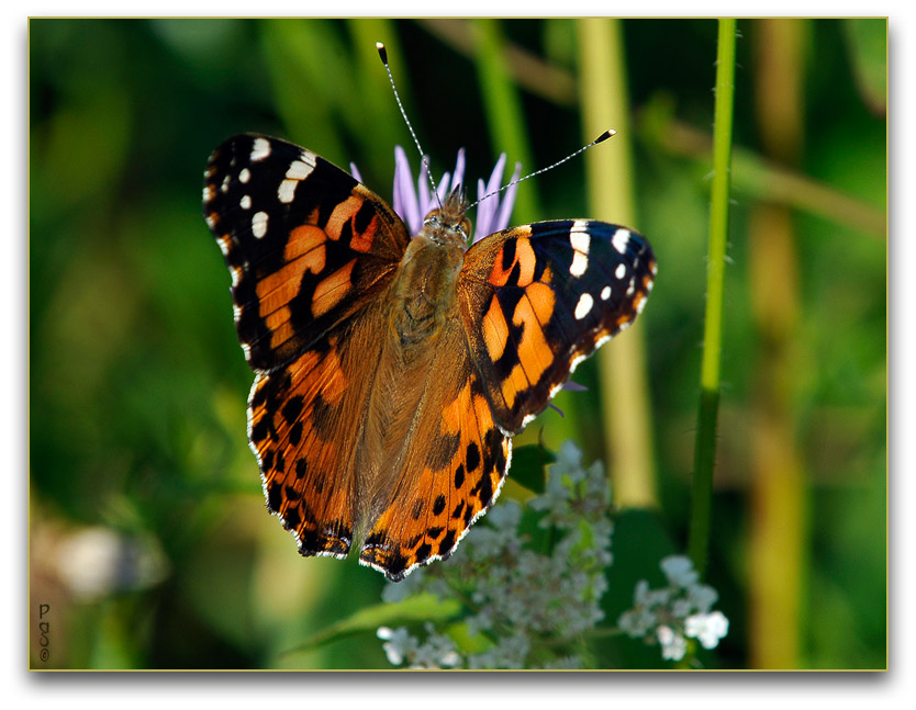 Painted Lady Butterfly _DSC10962.JPG - click to enlarge image