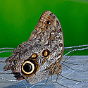 Owl Butterfly - click to enlarge