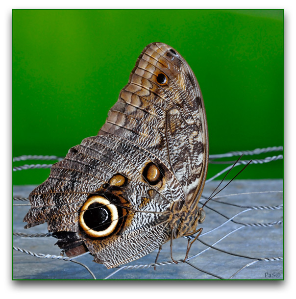 Owl Butterfly _DSC13252.JPG - click to enlarge image