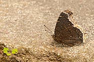 Mourning Cloak Butterfly - click to enlarge