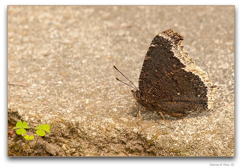 Mourning Cloak Butterfly - click to enlarge image