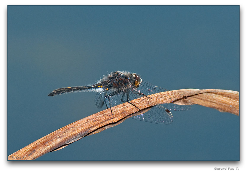 Dot-tailed Whiteface Dragonfly _DSC20769.JPG - click to enlarge image