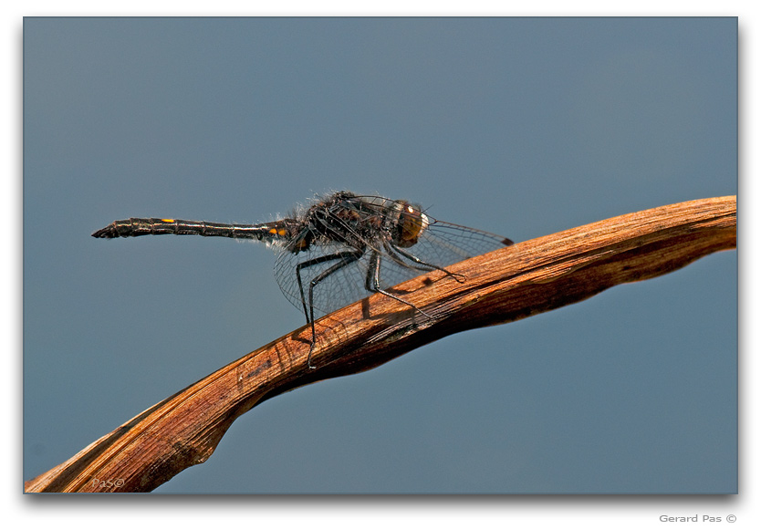 Dot-tailed Whiteface Dragonfly _DSC20780.JPG - click to enlarge image
