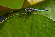 Blue Dasher Dragonfly on Lotus leaf - click to enlarge