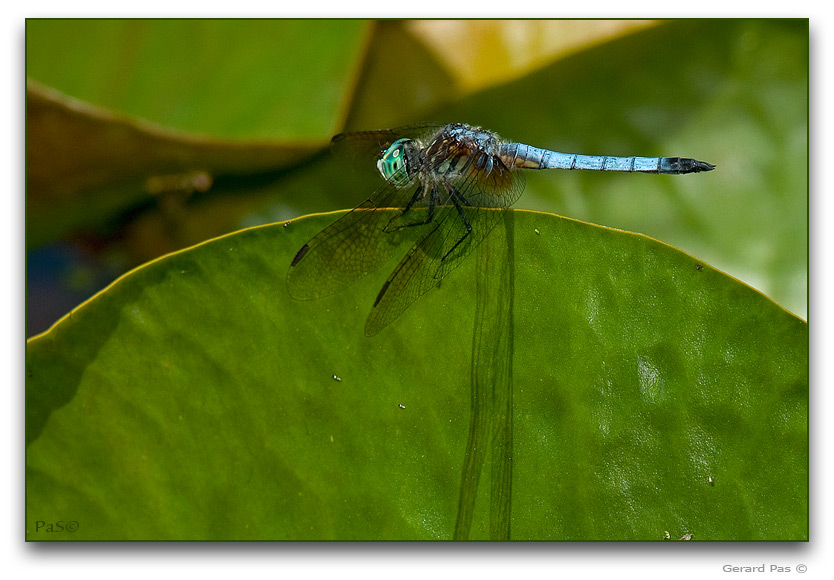 Blue Dasher Dragonfly _DSC20838.JPG - click to enlarge image