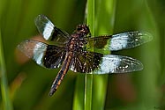 Widow Skimmer Dragonfly - click to enlarge