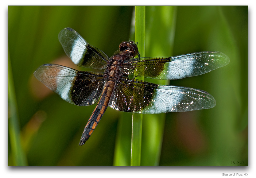 Widow Skimmer Dragonfly _DSC20872.JPG - click to enlarge image