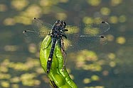 Dot-tailed Whiteface Dragonfly - click to enlarge
