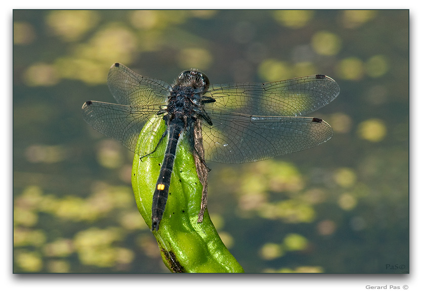 Dot-tailed Whiteface Dragonfly _DSC21492.JPG - click to enlarge image