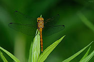 Wandering Glider Dragonfly - click to enlarge