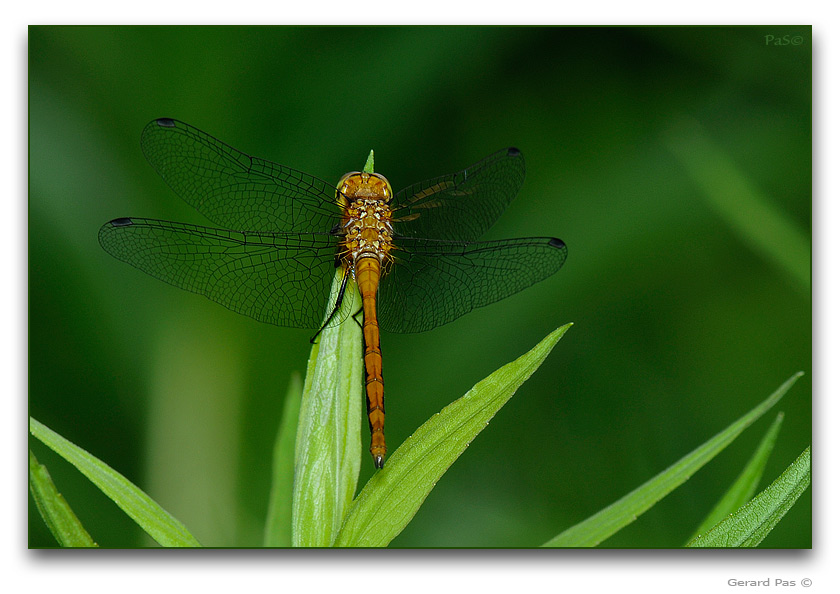 Wandering Glider Dragonfly - click to enlarge image