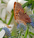 Tawny Emperor Butterfly - click to enlarge