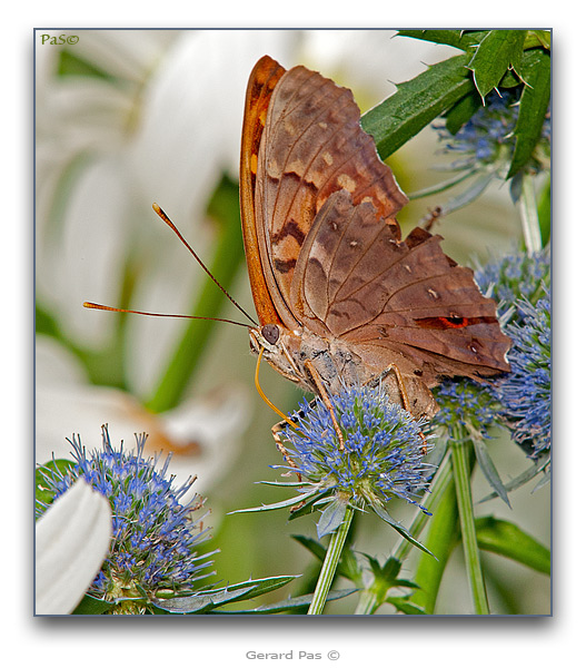 Tawny Emperor Butterfly - click to enlarge image