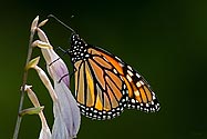 Monarch Butterfly - click to enlarge