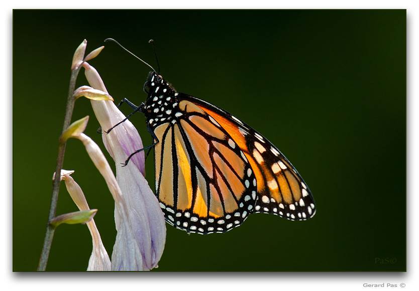 Monarch Butterfly _DSC22562.JPG - click to enlarge image