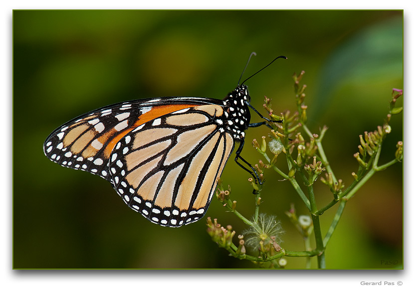 Monarch Butterfly _DSC22568.JPG - click to enlarge image