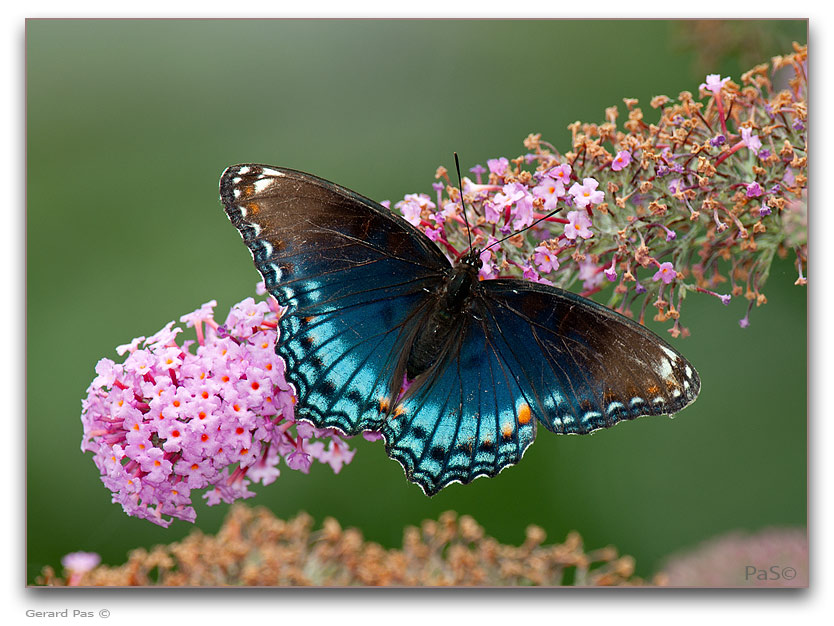 Red-spotted Purple Butterfly - click to enlarge image