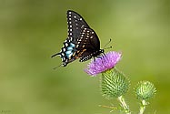 Black Swallowtail Butterfly - click to enlarge