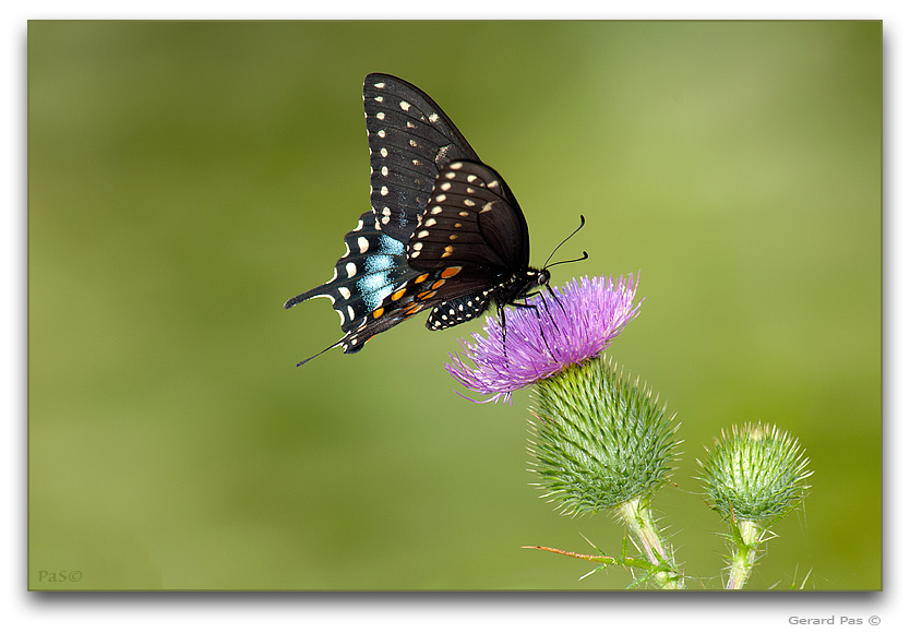 Black Swallowtail Butterfly - click to enlarge image