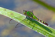 Eastern Pondhawk Dragonfly female - click to enlarge