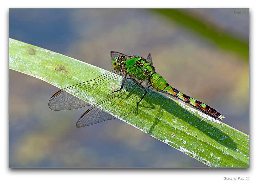 Eastern Pondhawk Dragonfly - click to enlarge image