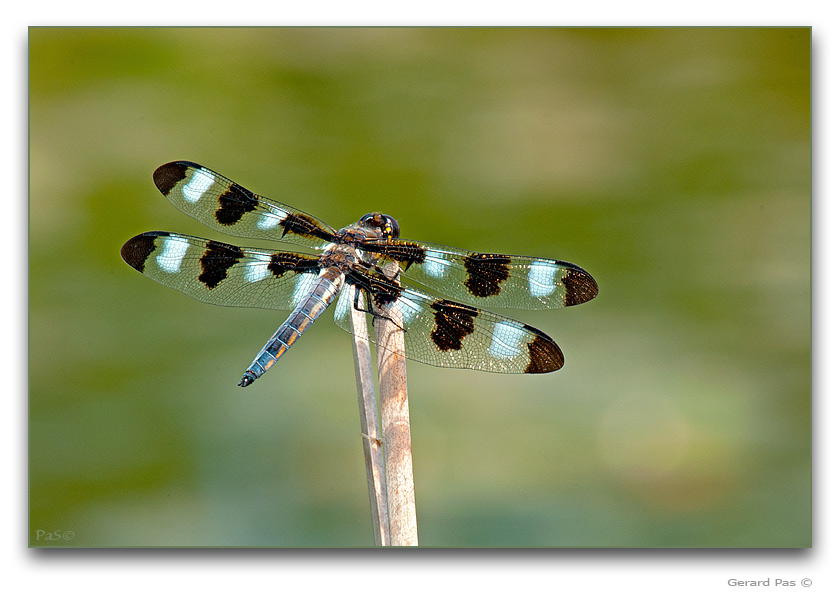 Twelve-spotted Skimmer Dragonfly - click to enlarge image