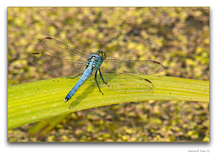 Eastern Pondhawk Dragonfly - click to enlarge image