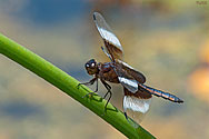 Widow Skimmer Dragonfly - click to enlarge