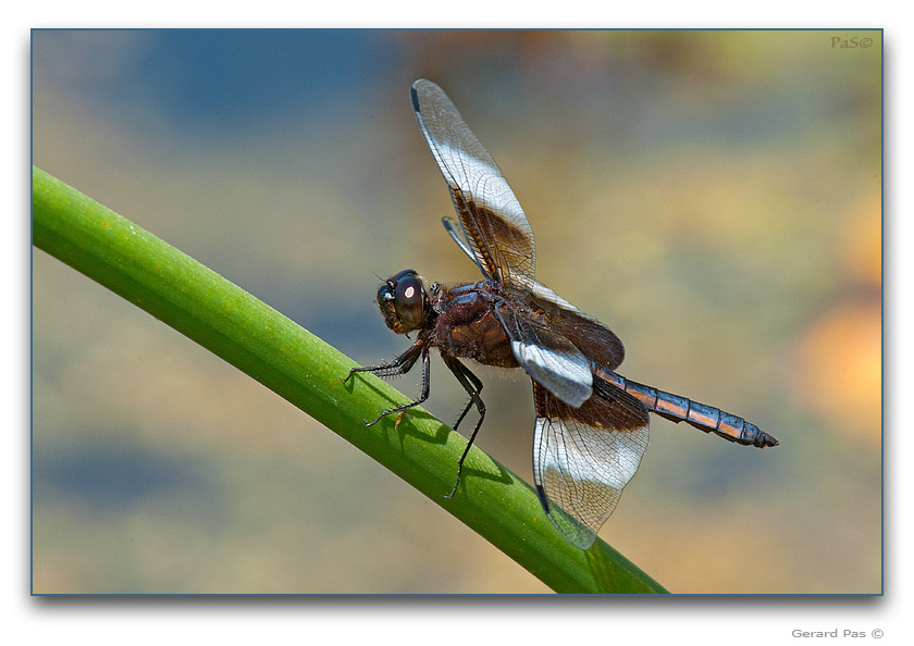 Widow Skimmer Dragonfly - click to enlarge image