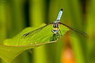 Blue Dasher Dragonfly - click to enlarge