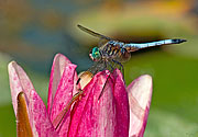 Blue Dasher Dragonfly — Variable Dancer Damselfly - click to enlarge