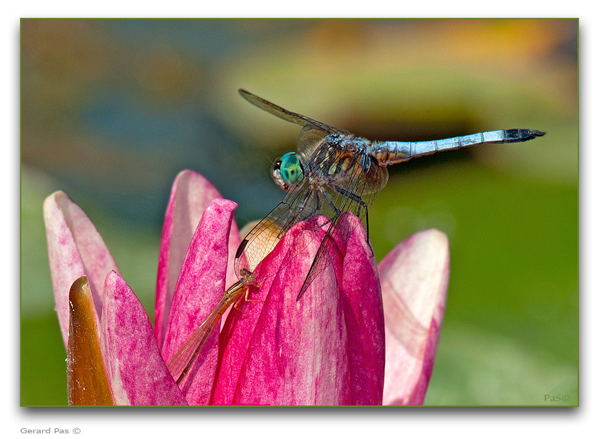 Blue Dasher Dragonfly with Variable Dancer Damselfly - click to enlarge image