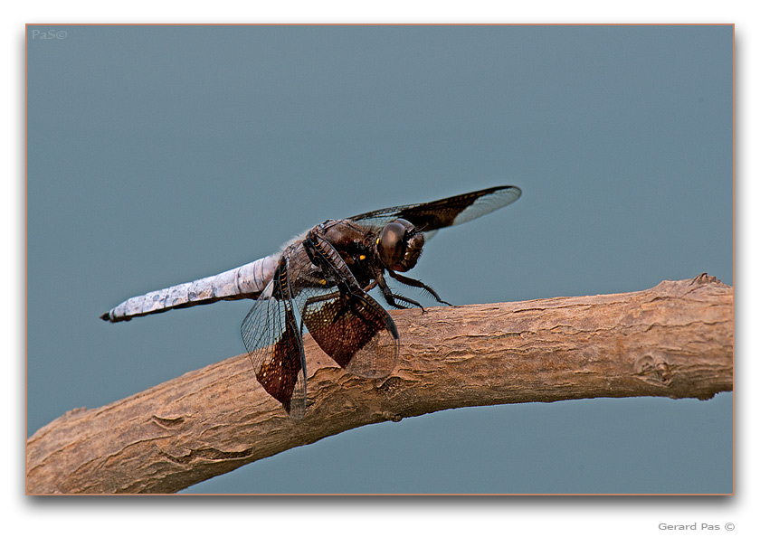 Common Whitetail or Long-tailed Skimmer Dragonfly - click to enlarge image