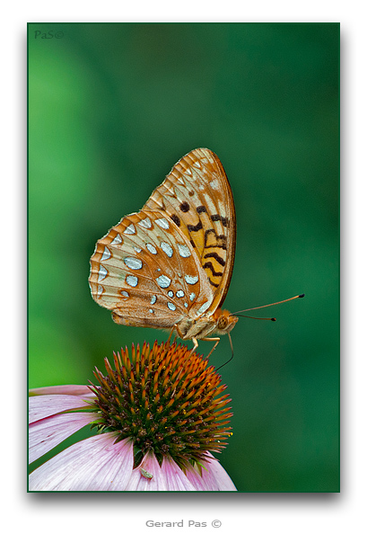 Aphrodite Fritillary - click to enlarge image