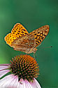Aphrodite Fritillary Butterfly- click to enlarge