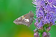 Silver-spotted Skipper Butterfly - click to enlarge