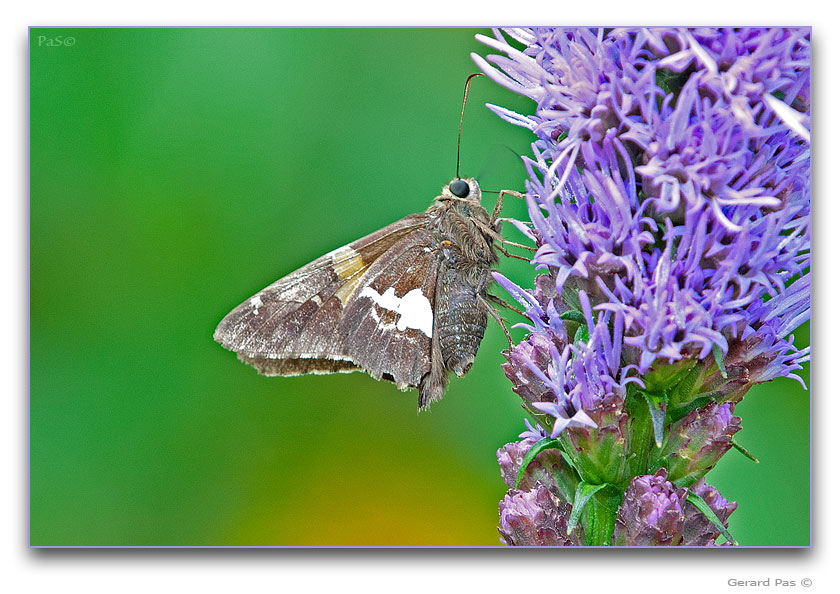 Silver-spotted Skipper Butterfly - click to enlarge image