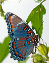 Red-spotted Purple Butterfly - click to enlarge