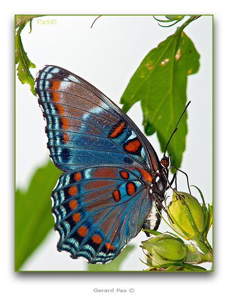 Red-spotted Purple Butterfly - click to enlarge image