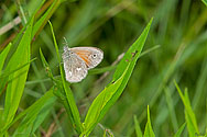 Common Ringlet Butterfly - click to enlarge