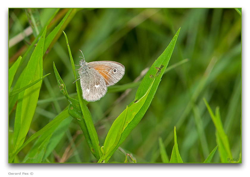Common Ringlet Butterfly - click to enlarge image