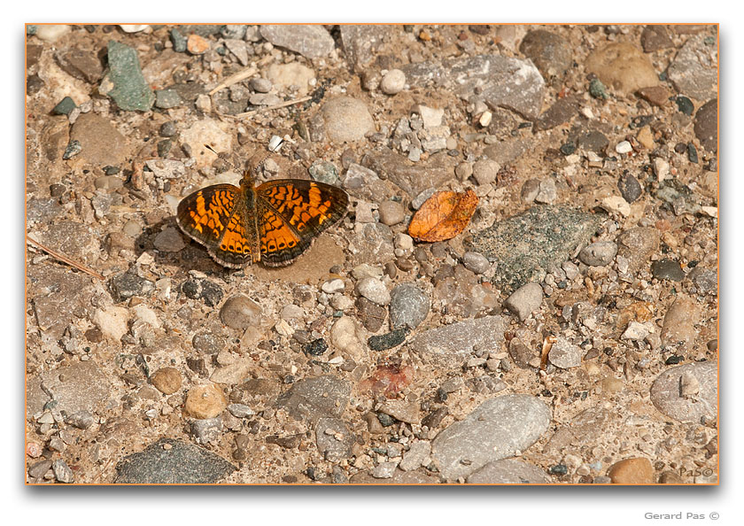 Northern Crescent Butterfly - click to enlarge image