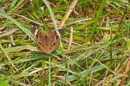 Common Buckeye Butterfly - click to enlarge