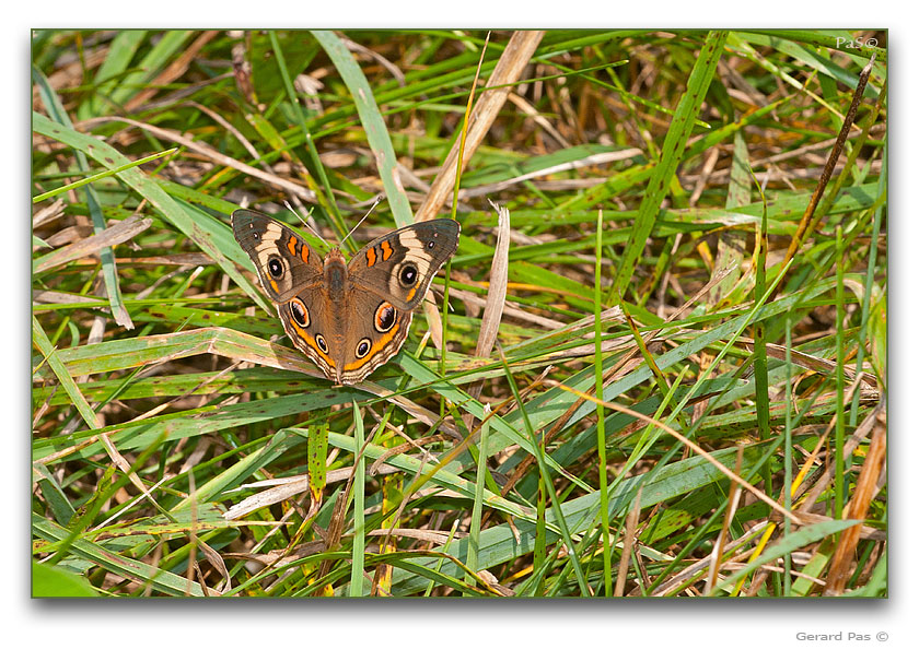 Common Buckeye Butterfly - click to enlarge image