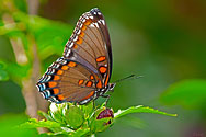 Red-spotted Purple Butterfly - click to enlarge