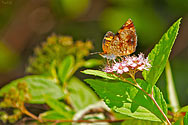 Northern Crescent Butterfly - click to enlarge