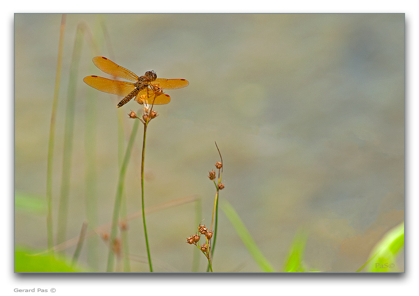 Eastern Amberwing Dragonfly - click to enlarge image