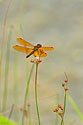 Eastern Amberwing Dragonfly - click to enlarge